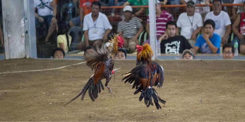 link trực tuyến đá gà